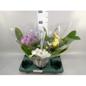 Phalaenopsis 'Muse' ...mix