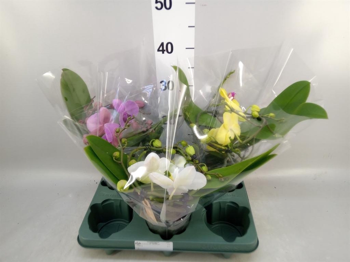 <h4>Phalaenopsis 'Muse' ...mix</h4>