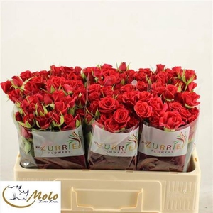 Rosa tros Mirabel