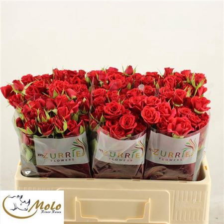 <h4>Rosa tros Mirabel</h4>