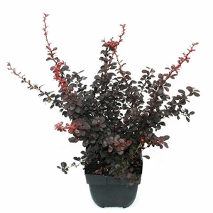 Berberis thunbergii 'Dart's Red Lady' P17