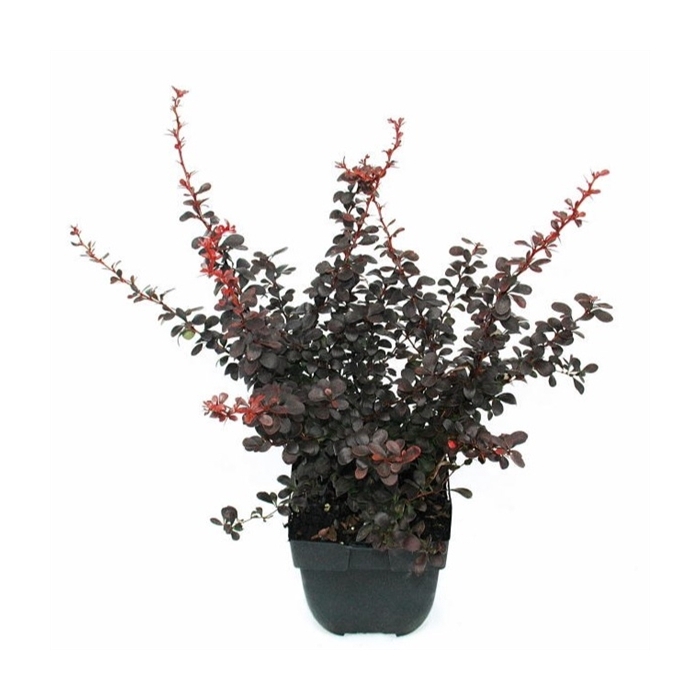 <h4>Berberis thunbergii 'Dart's Red Lady' P17</h4>