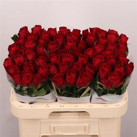 <h4>R Gr Madam Red</h4>