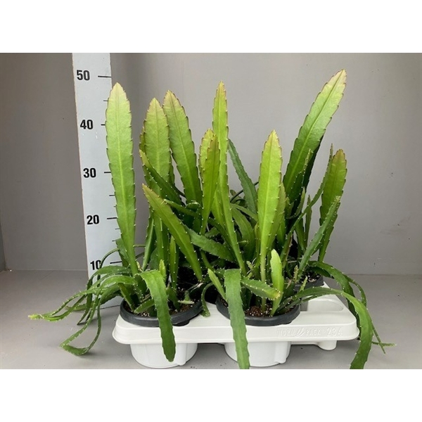 <h4>Epiphyllum Red tip</h4>