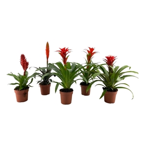 Bromelia Mix Rood