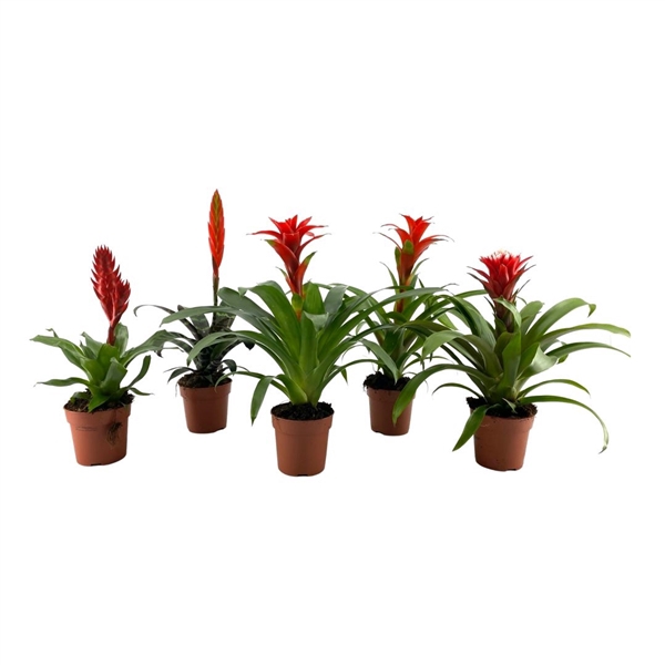 <h4>Bromelia Mix Rood</h4>