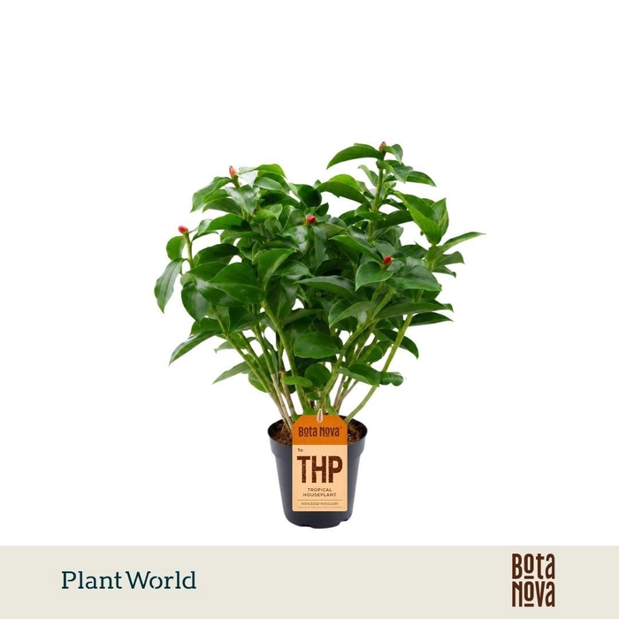 <h4>Costus Woodsonii</h4>