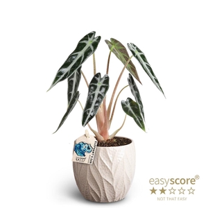 ALOCASIA X AMAZONICA P10 LEAF SAND