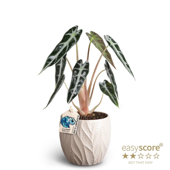 <h4>ALOCASIA X AMAZONICA P10 LEAF SAND</h4>