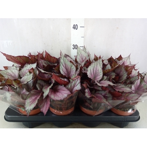 Begonia BD 'Beleaf Maori Haze'