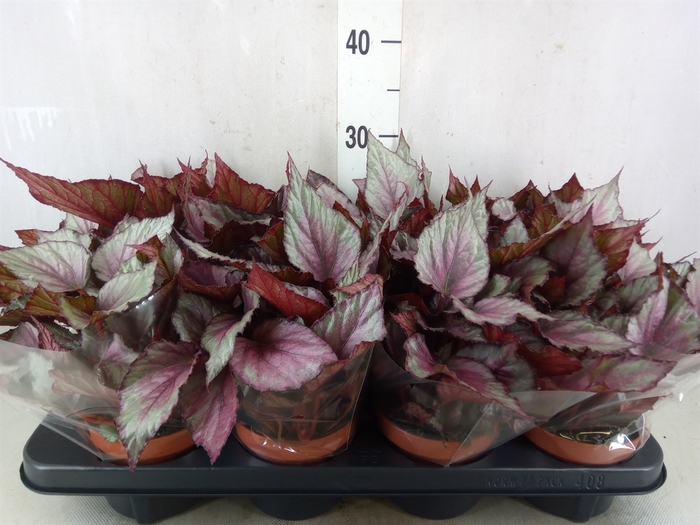 <h4>Begonia BD 'Beleaf Maori Haze'</h4>