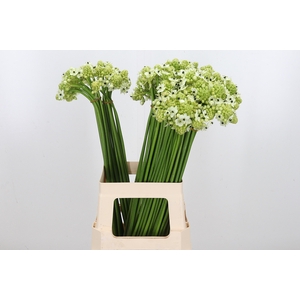 Ornithogalum Saundersiae