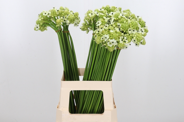 <h4>Ornithogalum Saundersiae</h4>