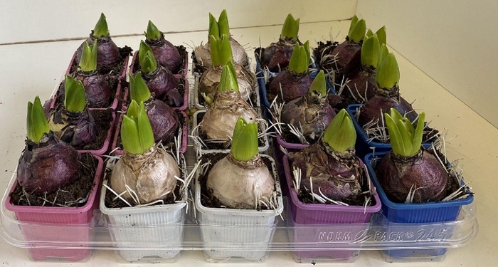 <h4>7 cm Hyacinthus Mixed zonder etiket</h4>