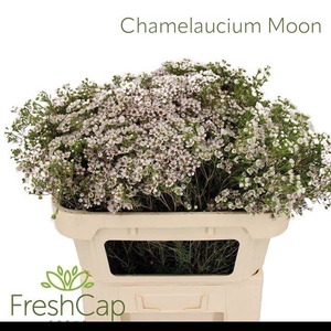 CHAME UN JUPITE MOON