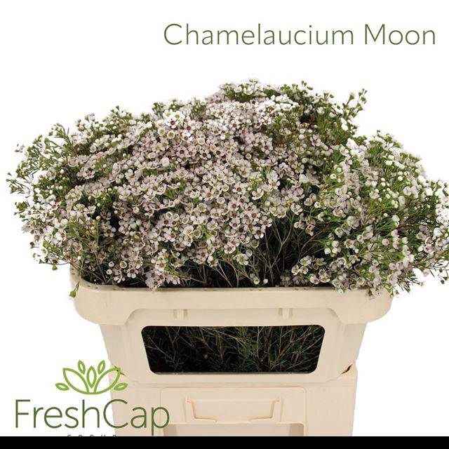 <h4>CHAME UN JUPITE MOON</h4>