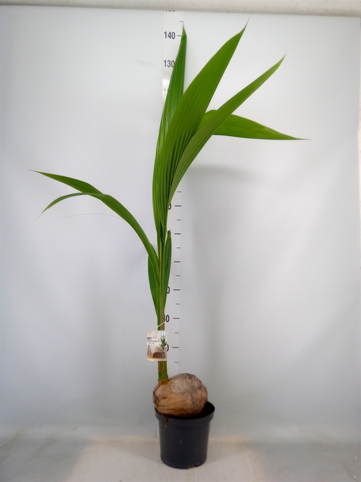 <h4>Cocos nucifera</h4>