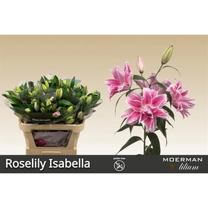 LI OR DU RL ISABELLA