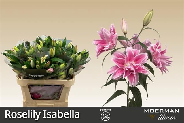 <h4>LI OR DU RL ISABELLA</h4>