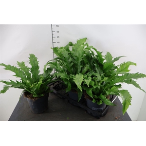 Asplenium 17 Cm. P. Gioia