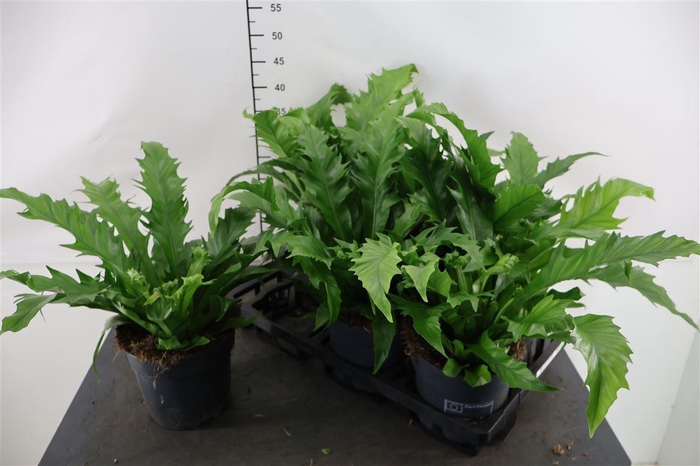 <h4>Asplenium 17 Cm. P. Gioia</h4>