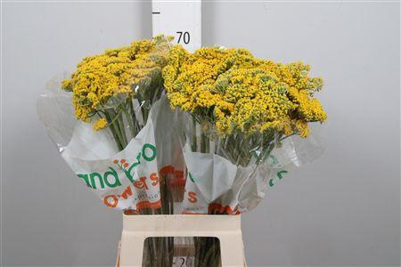 <h4>Achil F Parker Variety</h4>