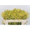 Kaaps Groen Strictum