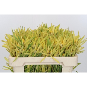 Kaaps Groen Strictum