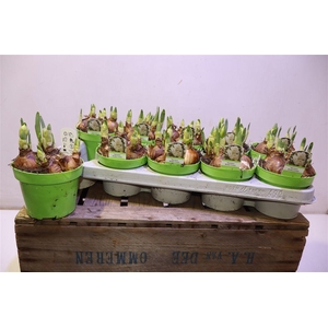 arr8 Narcis D Bridal Crown