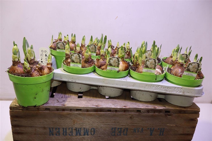 <h4>arr8 Narcis D Bridal Crown</h4>