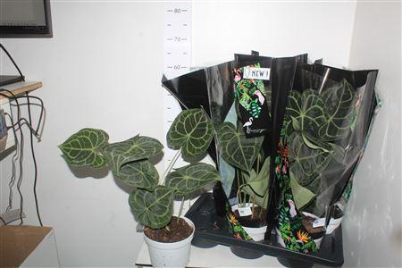 <h4>Anthu Clarinervium</h4>