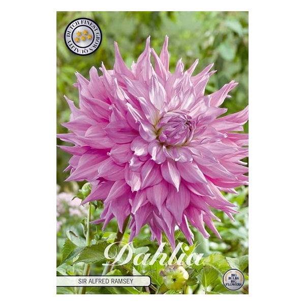 <h4>Dahlia Sir Alfreds Ramsey x1</h4>