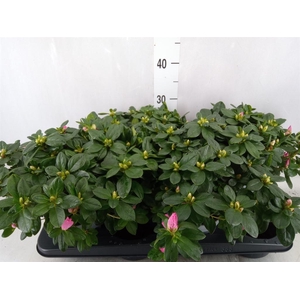 Rhododendron sim.   ...