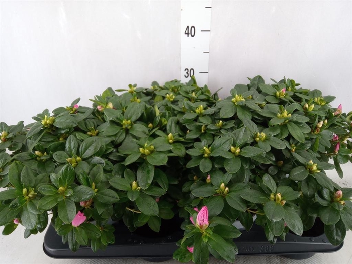 <h4>Rhododendron sim. ...</h4>