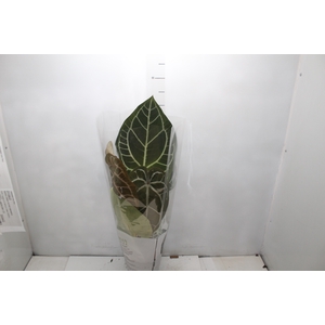 ANTHURIUM CRYSTALLINUM P17