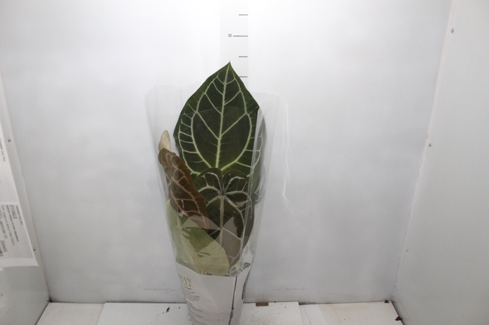 <h4>ANTHURIUM CRYSTALLINUM P17</h4>