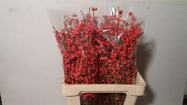 <h4>ILEX VE RODE BES</h4>