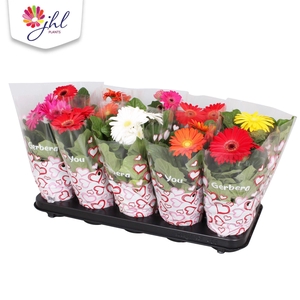 Gerbera Colourgame Hartjes hoes