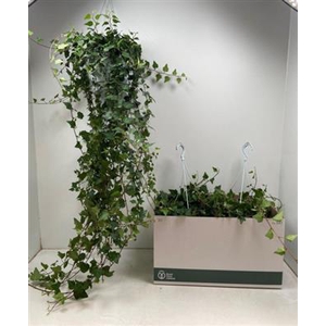 P.PLANT HEDERA HANG GROEN XL