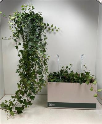 P.PLANT HEDERA HANG GROEN XL