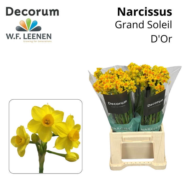 <h4>Narcissus Grand Soleil d'Or 566 Water</h4>