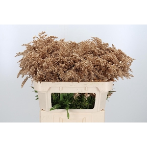 Solidago Kl Bh Antiek Goud