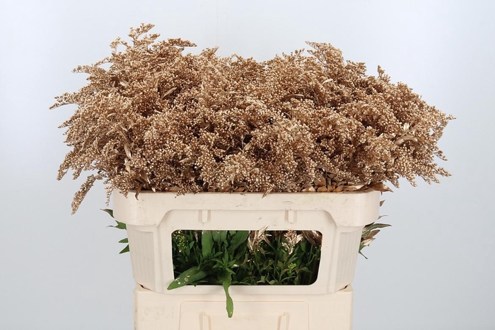 <h4>Solidago Kl Bh Antiek Goud</h4>