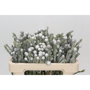 Kaaps Groen Tortum White