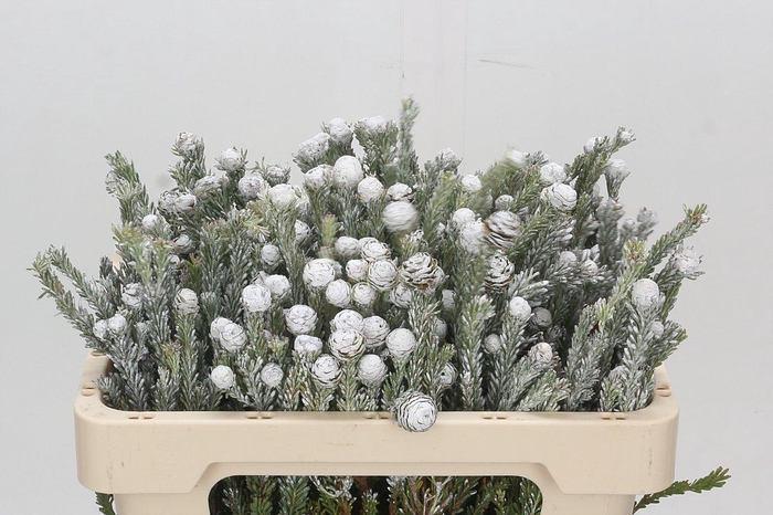 Kaaps Groen Tortum White