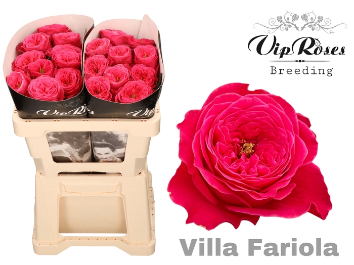 R GR VILLA FARIOLA