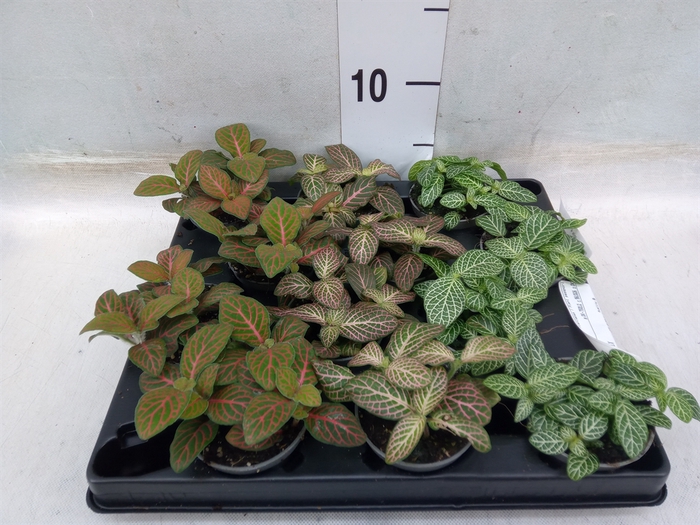 <h4>Fittonia   ...mix 4</h4>