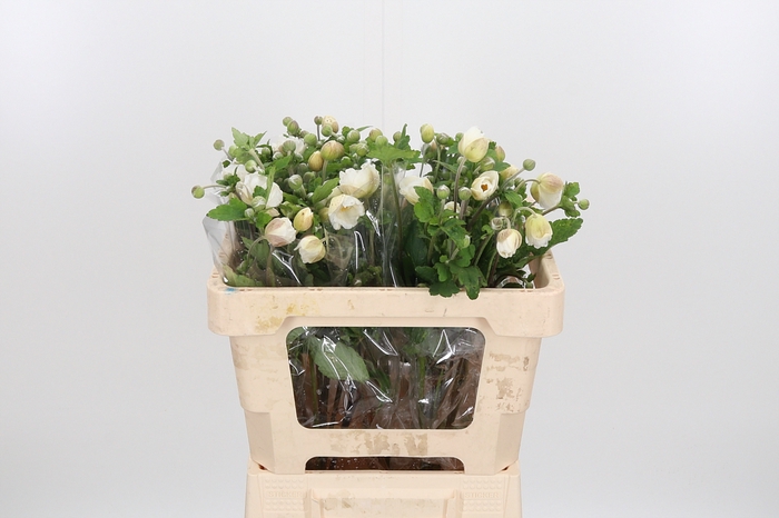 <h4>Anemone White</h4>