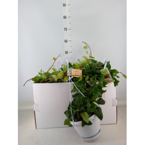 Hedera helix 'Mein Herz'