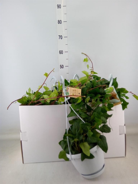 <h4>Hedera helix 'Mein Herz'</h4>